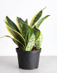 Snake 'Laurentii', Variegated Snake Plant - Live Plant