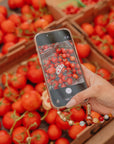 TOMATO CHARMED CLAW