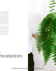 Plantopedia