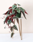 Cissus Discolor - Rex Begonia Vine - Live Plant: 4" Pot