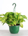 Pothos Hanging Basket - 8" Live Plant