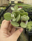 Silver Teaspoons Kalanchoe - 2" Live Plant