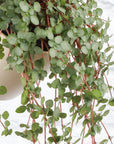 Silver Baby Tears, Pilea Glauca - 4" Live Plant