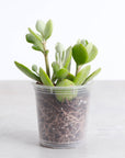 Silver Teaspoons Kalanchoe - 2" Live Plant
