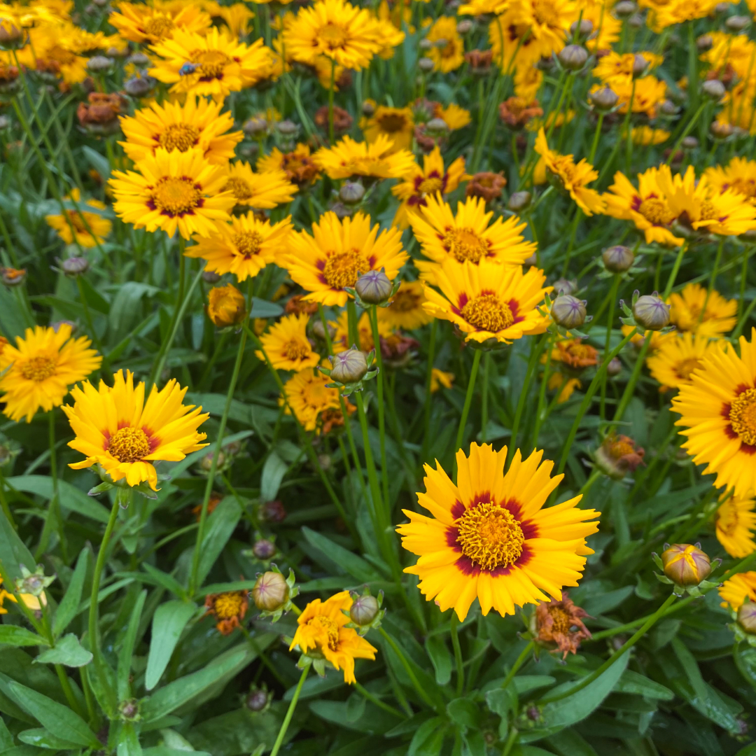 Coreopsis Tickseed - 3" Flowering Live Plant - Perennial