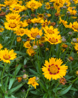 Coreopsis Tickseed - 3" Flowering Live Plant - Perennial