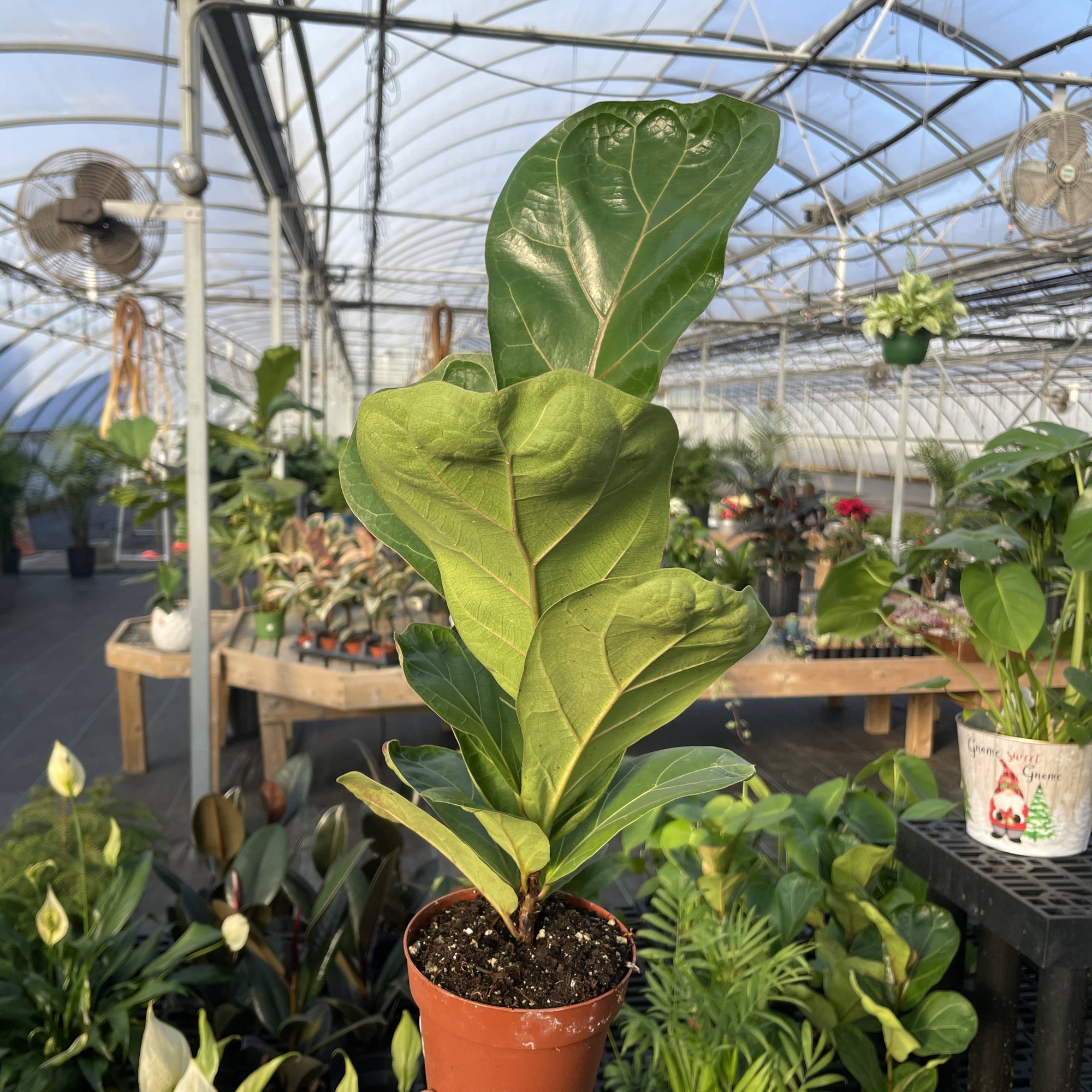 Fiddle Leaf Fig Plant - Live Plant: 6" Pot