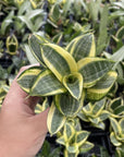 Bird's Nest Snake Plant - Live Plant - Assorted Varieties