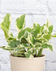 Pearls and Jade Pothos - Live Plant