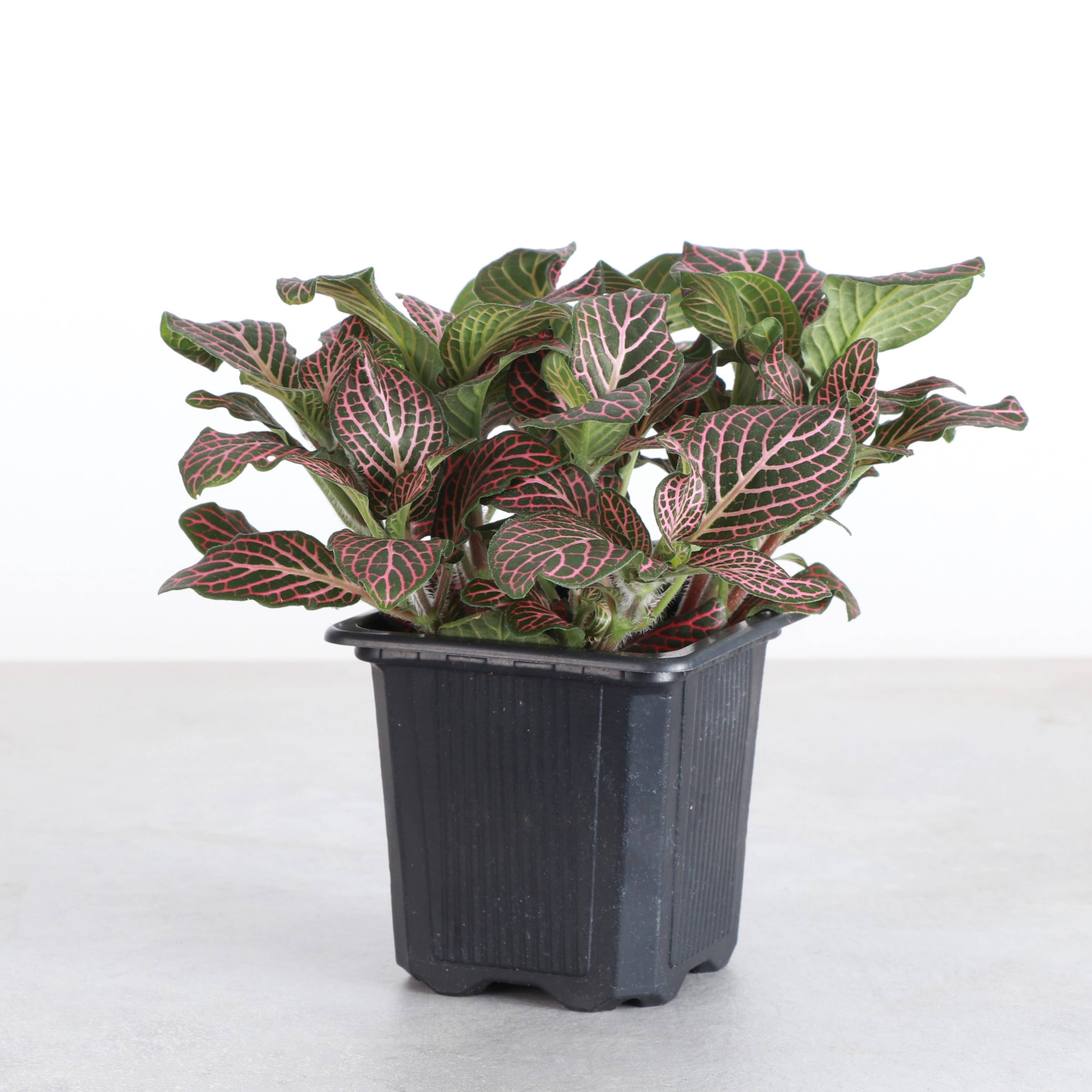 Pink Fittonia Nerve Plant - Live Plant