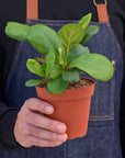 Ficus Lyrata 'Fiddle Leaf Fig'