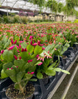 Spring Easter Cactus - Live Plant - Assorted Color