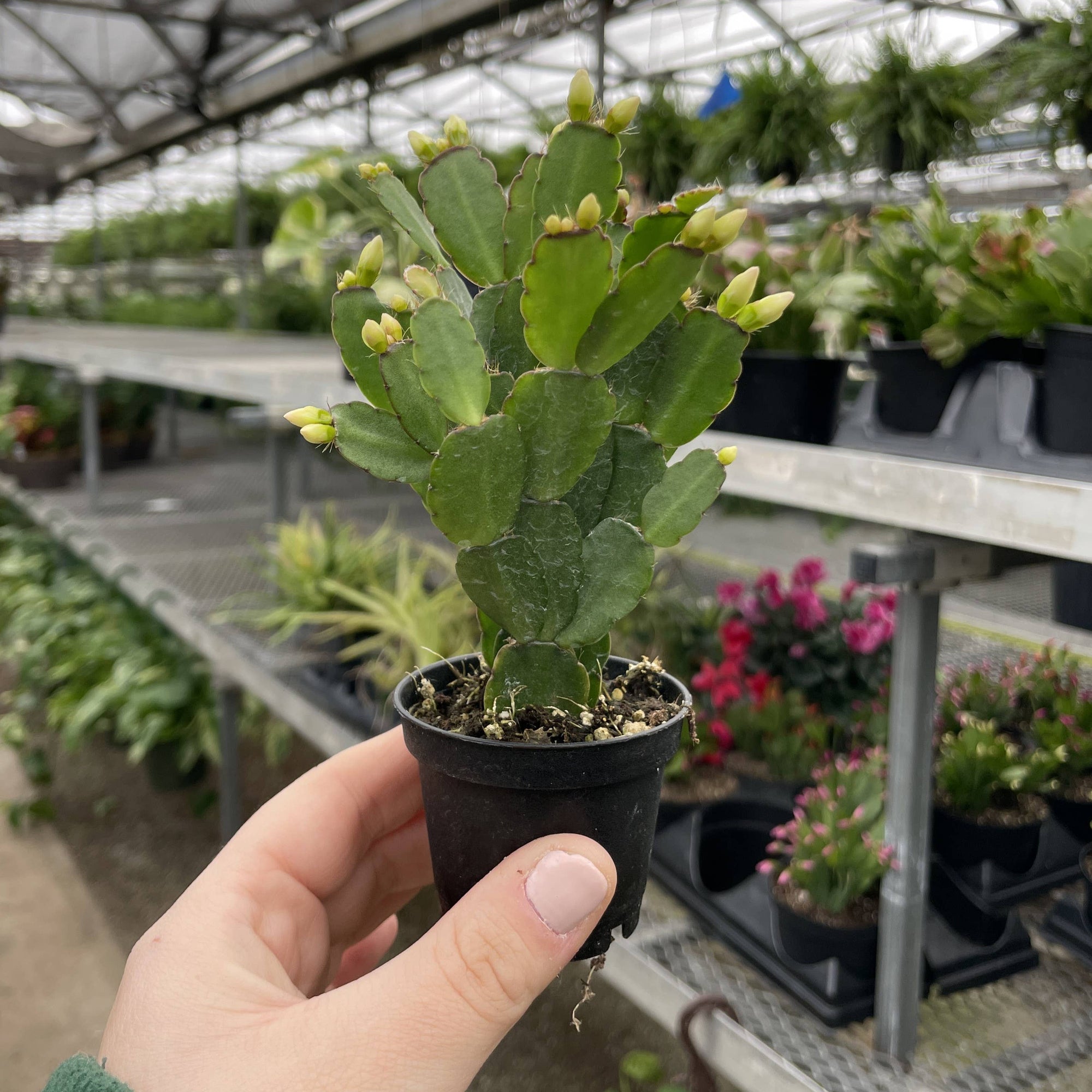 Spring Easter Cactus - Live Plant - Assorted Color