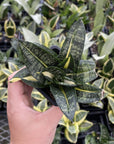 Bird's Nest Snake Plant - Live Plant - Assorted Varieties