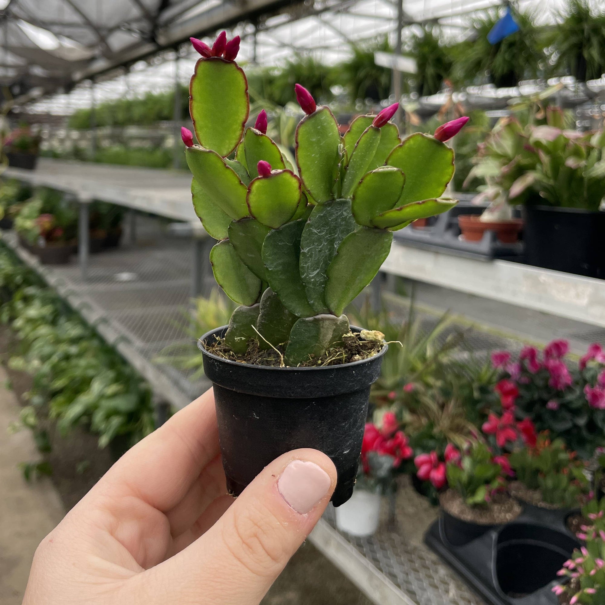 Spring Easter Cactus - Live Plant - Assorted Color
