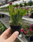Spring Easter Cactus - Live Plant - Assorted Color