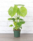 Monstera Deliciosa - Live Plant