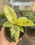 Ficus Shivereana Moonshine Variegated - 4" Live Plant - Rare