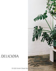 Plantopedia