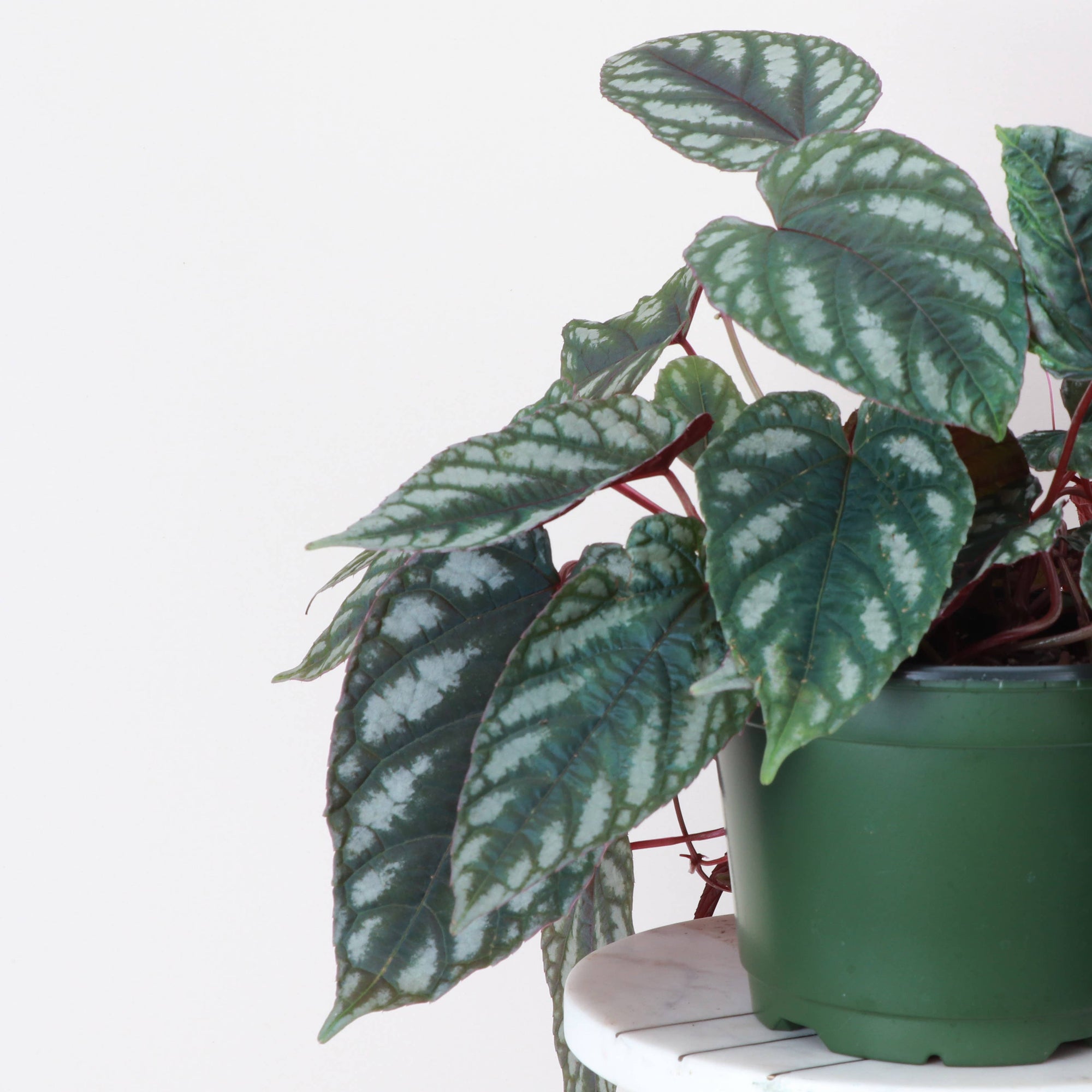 Cissus Discolor - Rex Begonia Vine - Live Plant: 4" Pot