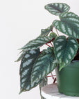 Cissus Discolor - Rex Begonia Vine - Live Plant: 4" Pot