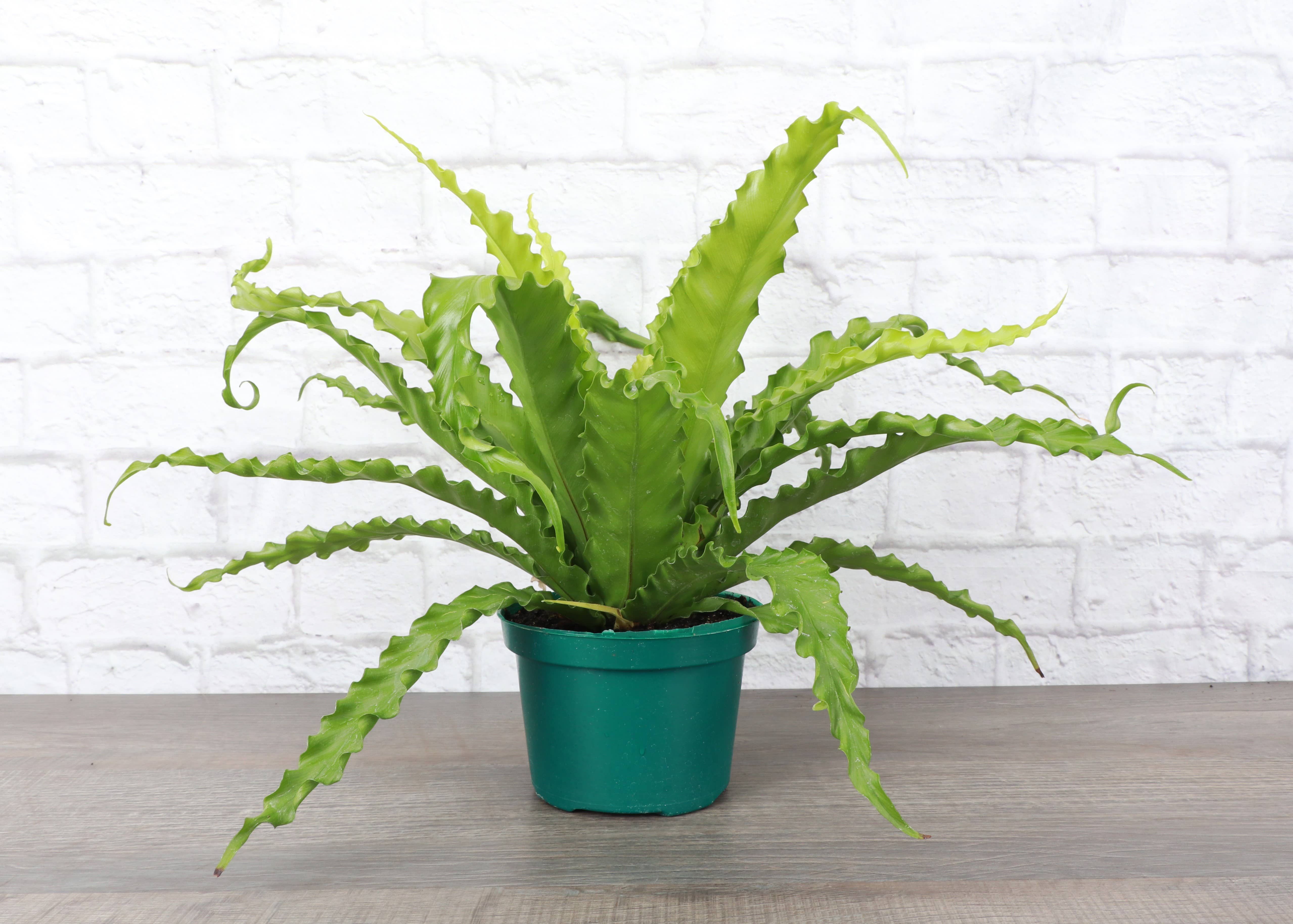 Victoria Bird&#39;s-Nest Fern - Live Plant: 4&quot; Pot