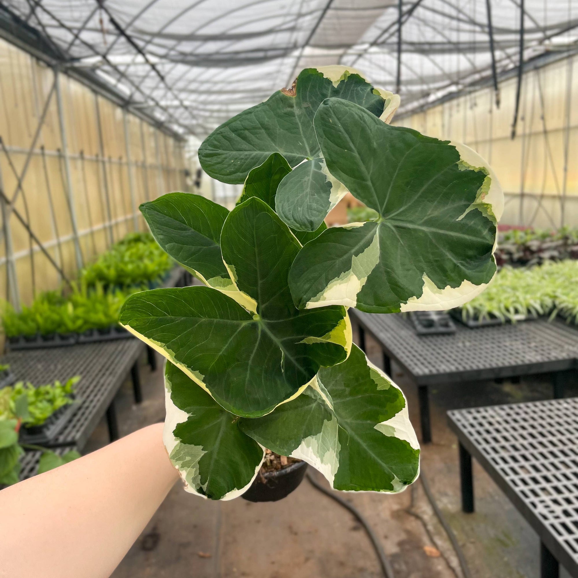 Alocasia Mickey Mouse - Live Plant