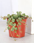 String of Turtles - Live Plant