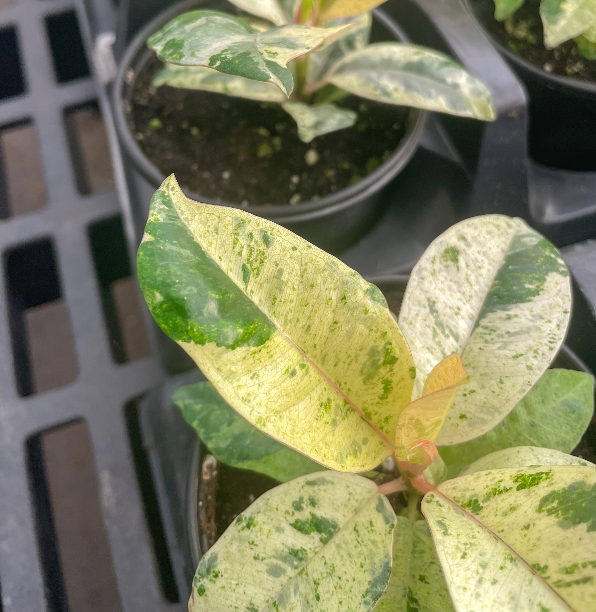Ficus Shivereana Moonshine Variegated - 4" Live Plant - Rare
