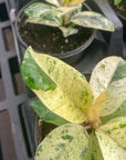 Ficus Shivereana Moonshine Variegated - 4" Live Plant - Rare