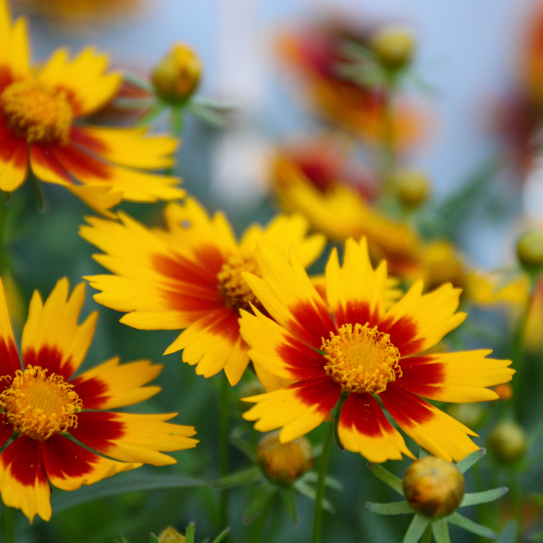 Coreopsis Tickseed - 3" Flowering Live Plant - Perennial