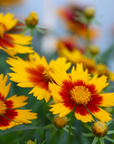 Coreopsis Tickseed - 3" Flowering Live Plant - Perennial