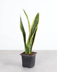 Snake 'Laurentii', Variegated Snake Plant - Live Plant