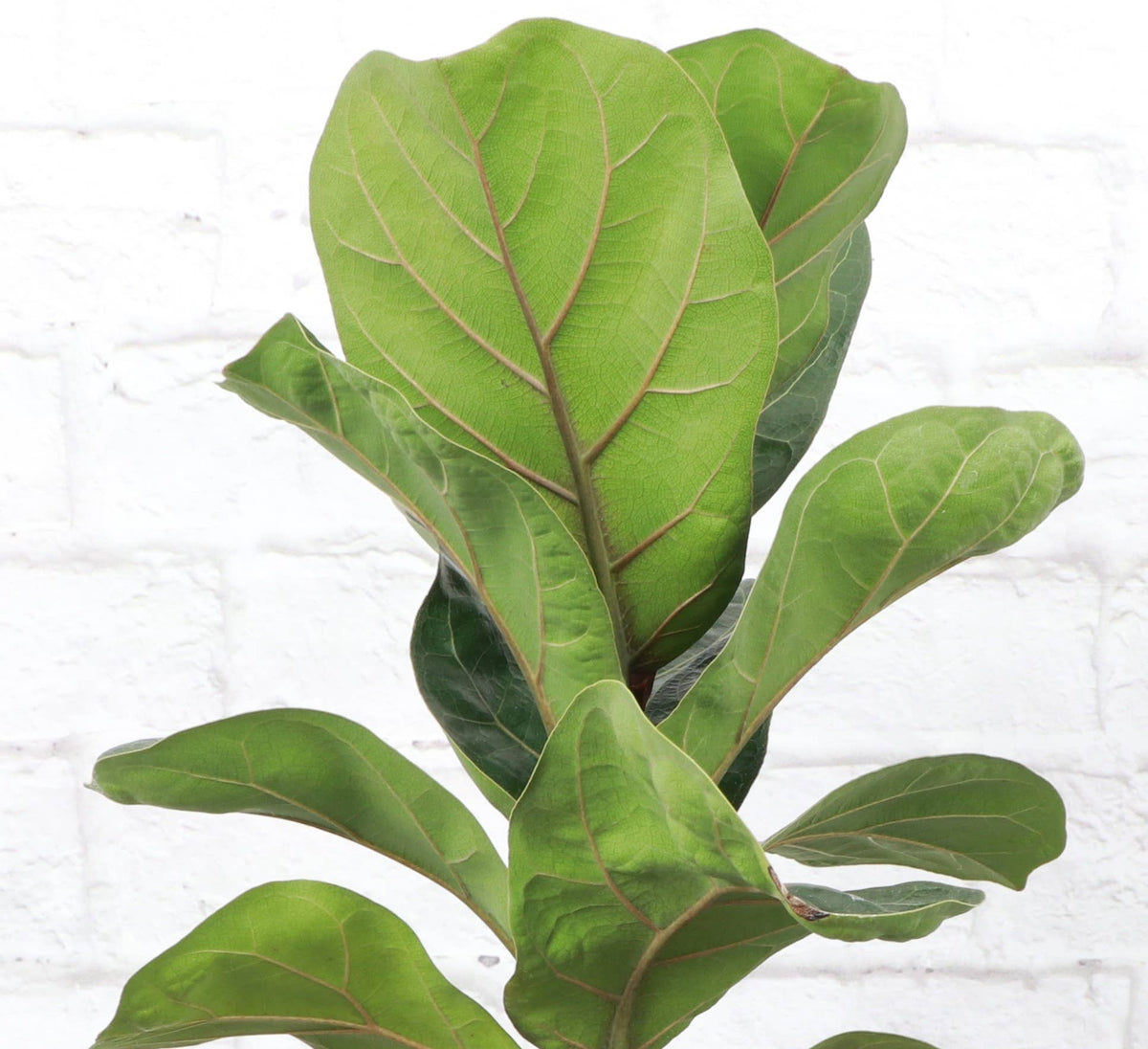 Fiddle Leaf Fig Plant - Live Plant