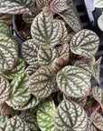 Peperomia Pobo Lavender - 4" Live Plant