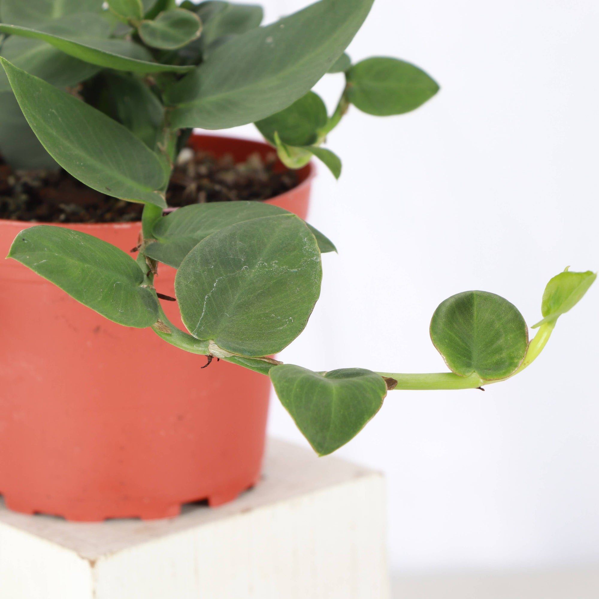Rhaphidophora Korthalsii 4" - Shingle Plant - 4" Live Plant