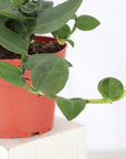 Rhaphidophora Korthalsii 4" - Shingle Plant - 4" Live Plant