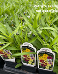Coreopsis Tickseed - 3" Flowering Live Plant - Perennial
