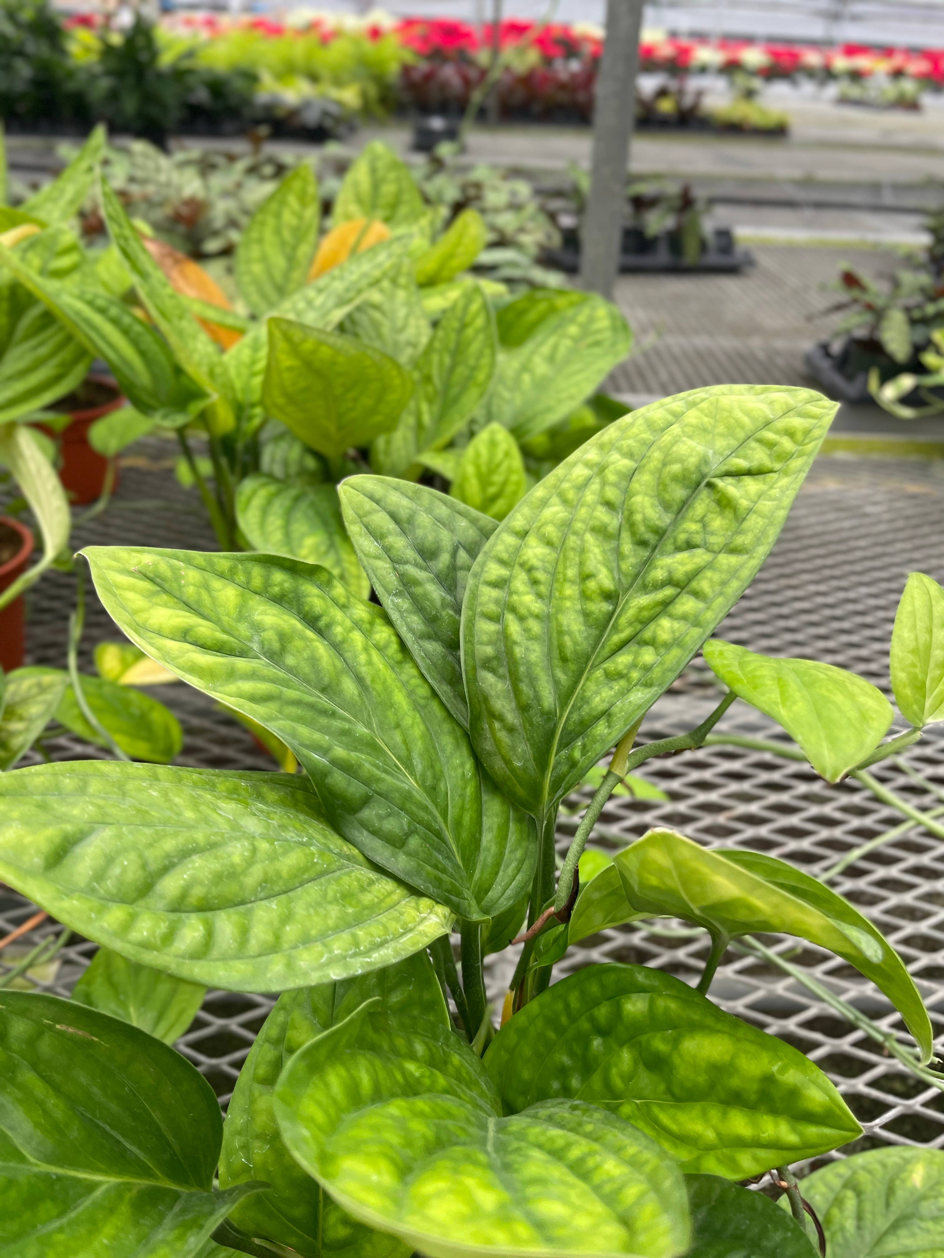 Monstera Peru - Live Plant