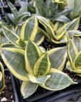 Bird's Nest Snake Plant - Live Plant - Assorted Varieties