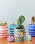 Complimentary Color Grow Kits