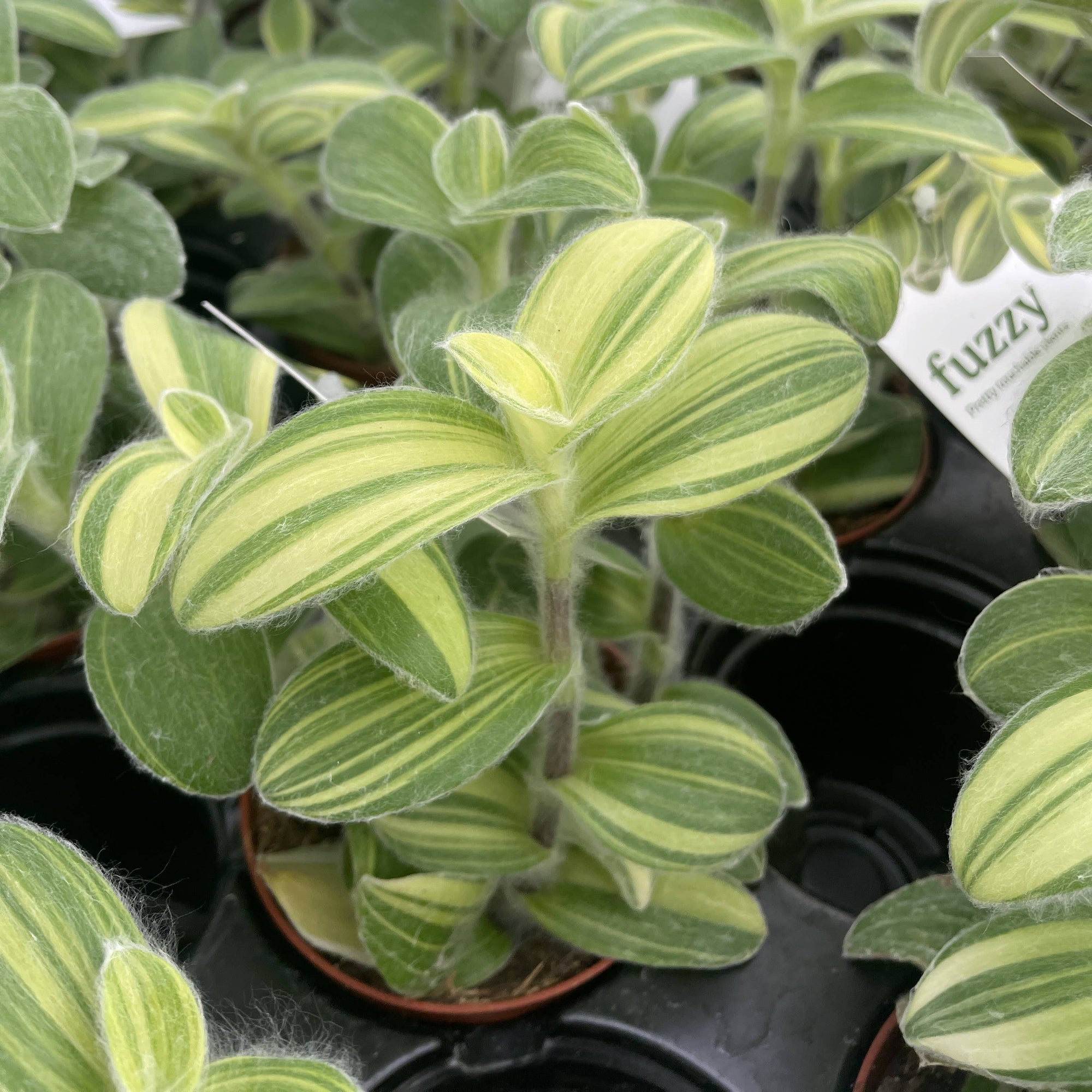 Tradescantia Fuzzy Velvet Stripe - 4" Live Plant