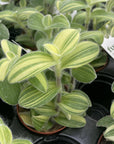 Tradescantia Fuzzy Velvet Stripe - 4" Live Plant