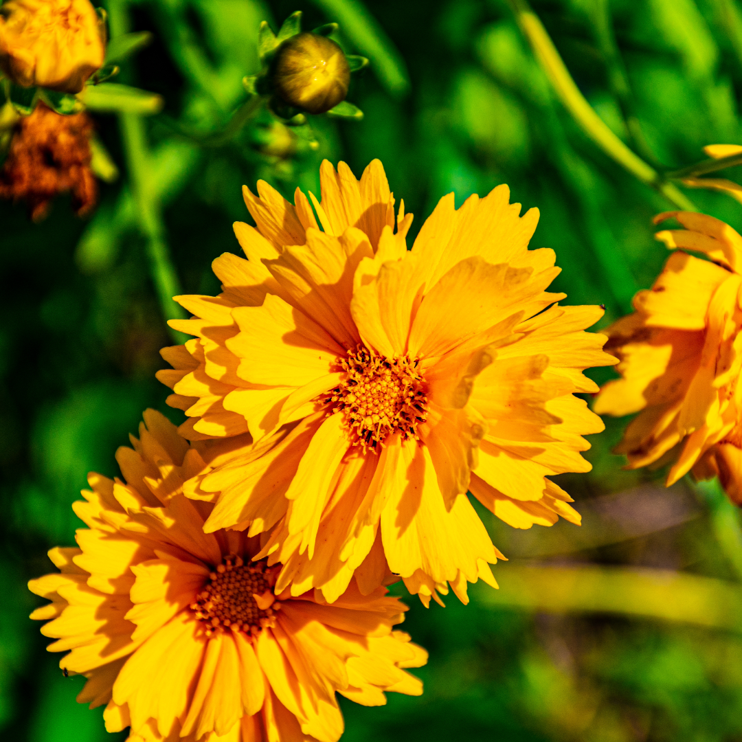 Coreopsis Tickseed - 3" Flowering Live Plant - Perennial