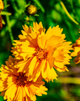 Coreopsis Tickseed - 3" Flowering Live Plant - Perennial