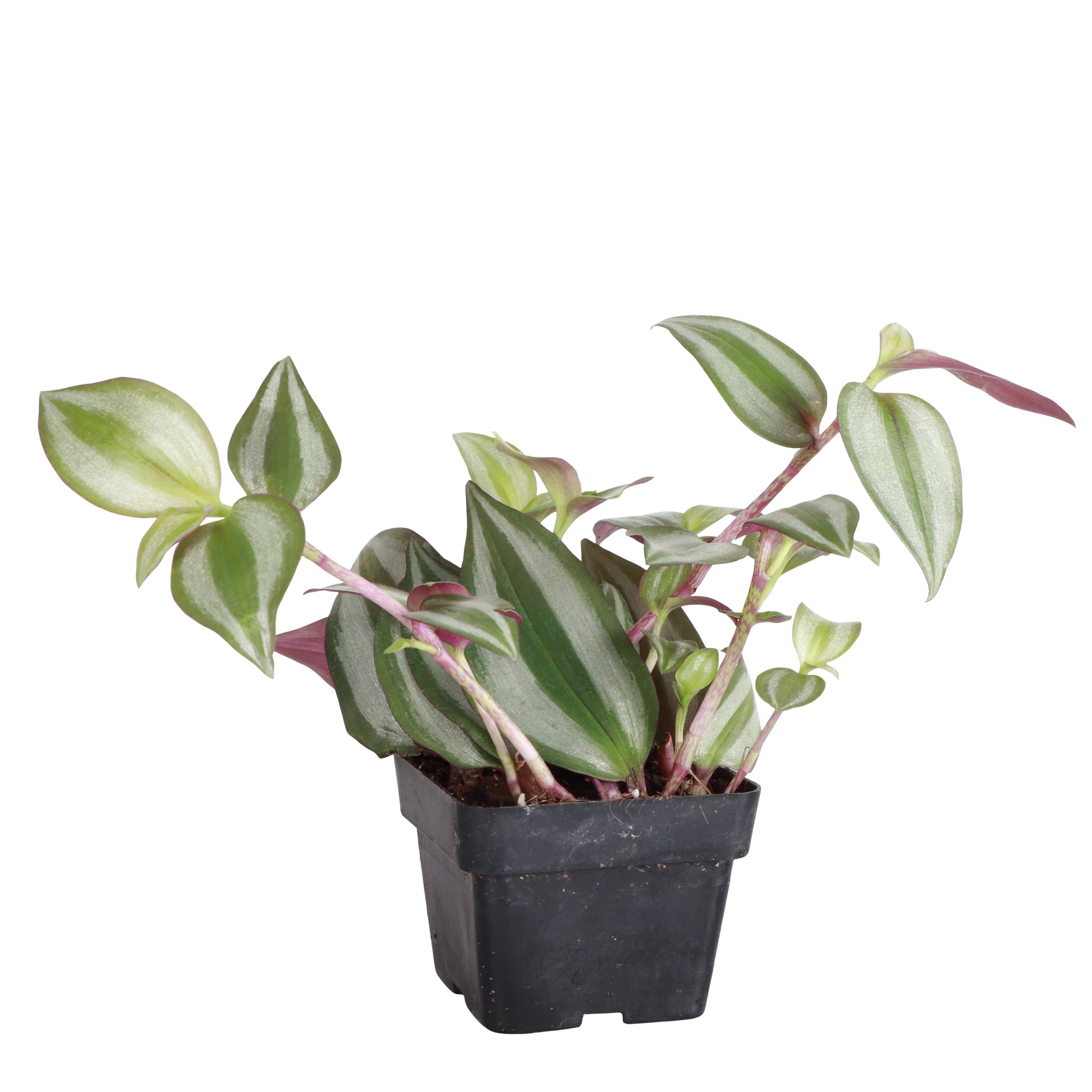 Tradescantia Zebrina - Live Plant