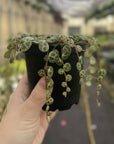 String of Turtles - Live Plant