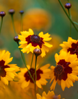 Coreopsis Tickseed - 3" Flowering Live Plant - Perennial