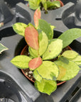 Hoya Plant (Assorted Variety) - 4" Live Plant