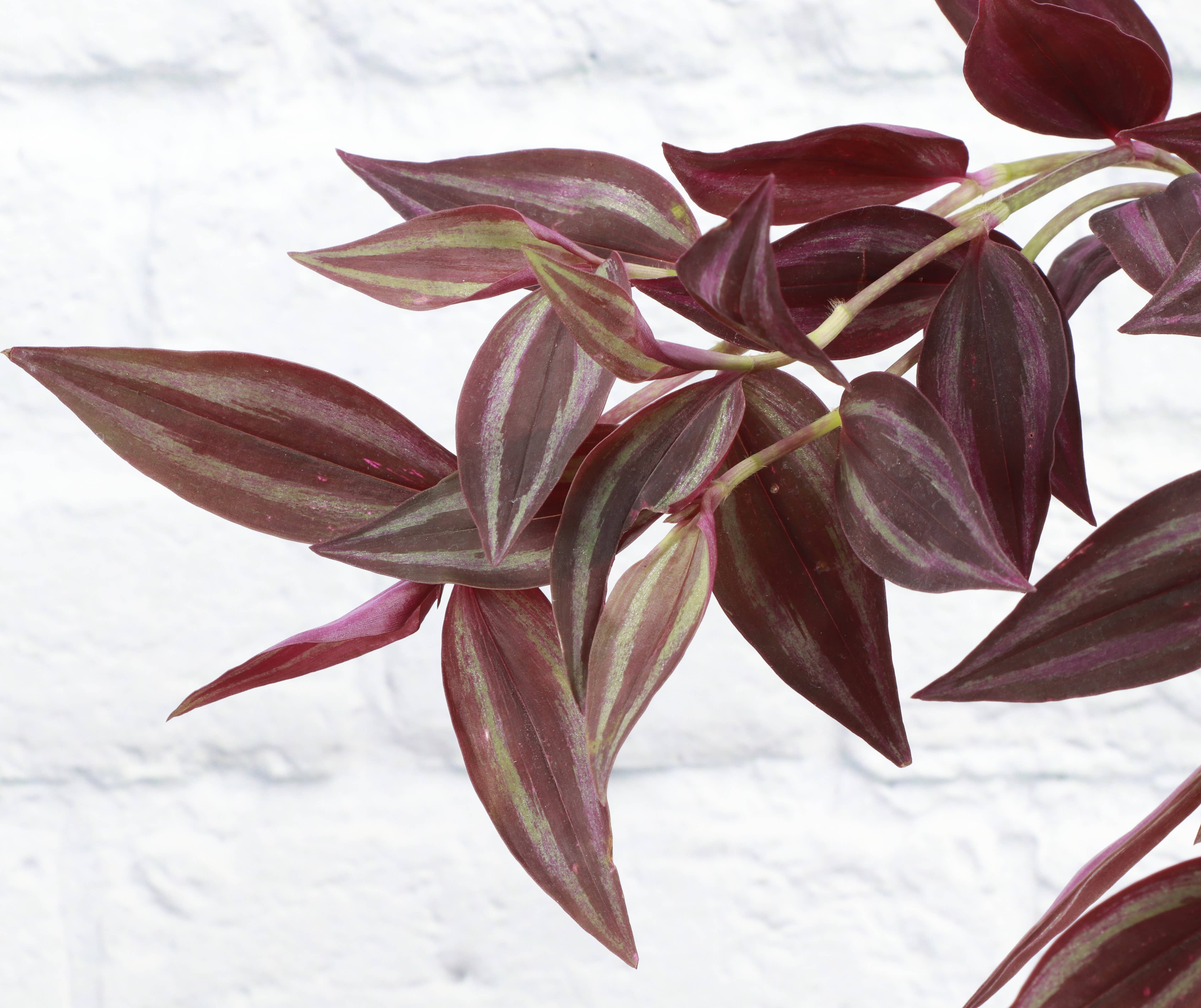 Tradescantia Zebrina - Live Plant